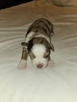 Mitch, a male Miniature Australian Shepherd for sale in Liberty Hill, TX – 2 of 5