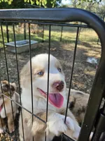 Molly, a female Miniature Australian Shepherd for sale in Liberty Hill, TX – 2 of 9