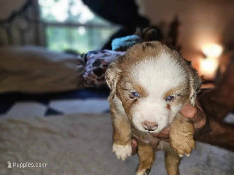 Mindy – Miniature Australian Shepherd puppy for sale in Liberty Hill, TX