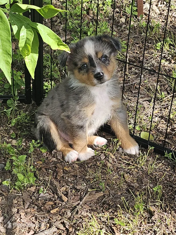 Zig – Miniature Australian Shepherd puppy for sale in Liberty Hill, TX