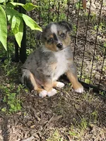 Zig, a male Miniature Australian Shepherd for sale in Liberty Hill, TX – 1 of 1