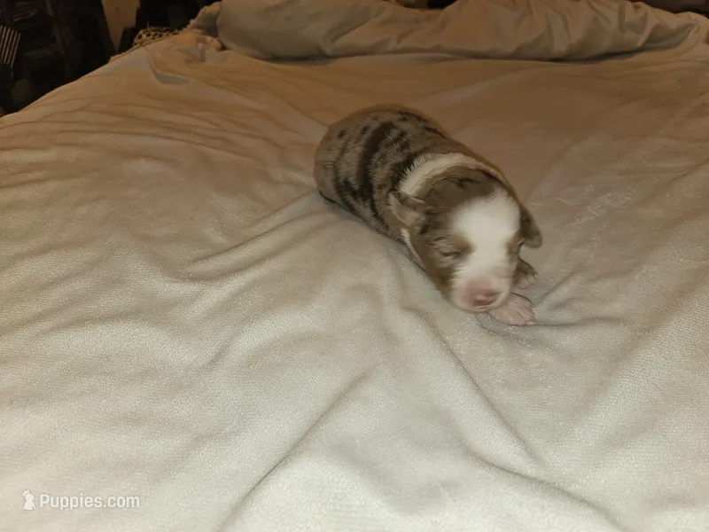 Mindy – Miniature Australian Shepherd puppy for sale in Liberty Hill, TX