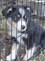 Oreo, a male Miniature Australian Shepherd for sale in Liberty Hill, TX – 3 of 5
