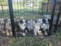 Mia, a female Miniature Australian Shepherd for sale in Liberty Hill, TX – 9 of 10