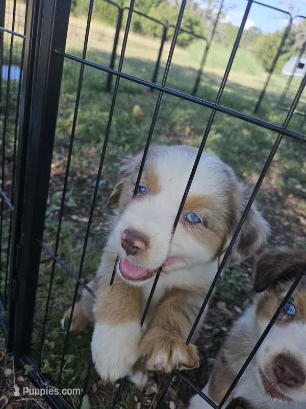 Mindy – Miniature Australian Shepherd puppy for sale in Liberty Hill, TX