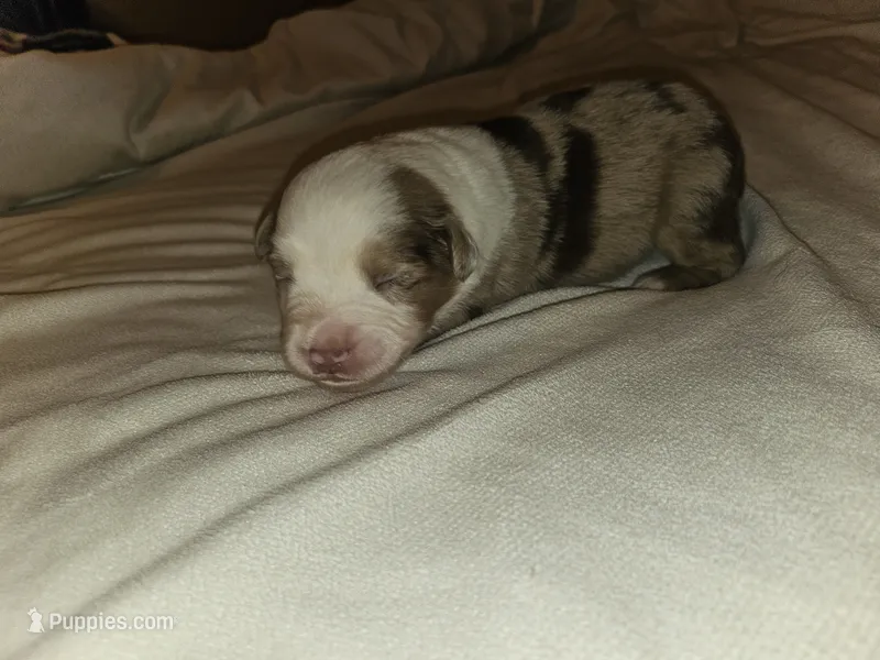 Molly – Miniature Australian Shepherd puppy for sale in Liberty Hill, TX