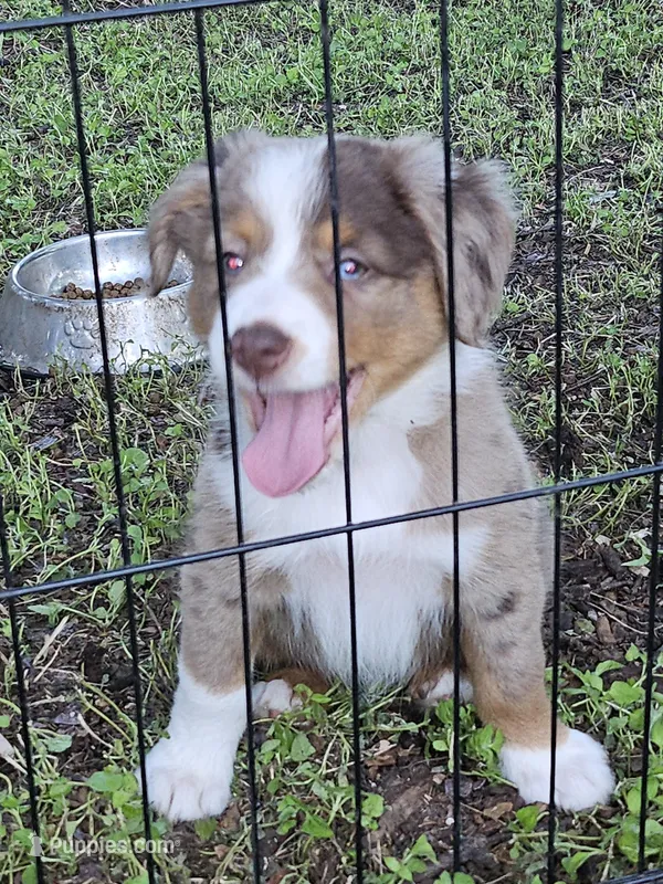 Patches – Miniature American Shepherd puppy for sale in Liberty Hill, TX