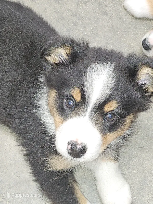 Oreo – Miniature Australian Shepherd puppy for sale in Liberty Hill, TX
