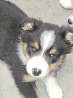 Oreo, a male Miniature Australian Shepherd for sale in Liberty Hill, TX – 1 of 1
