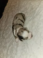 Mitch, a male Miniature Australian Shepherd for sale in Liberty Hill, TX – 4 of 5