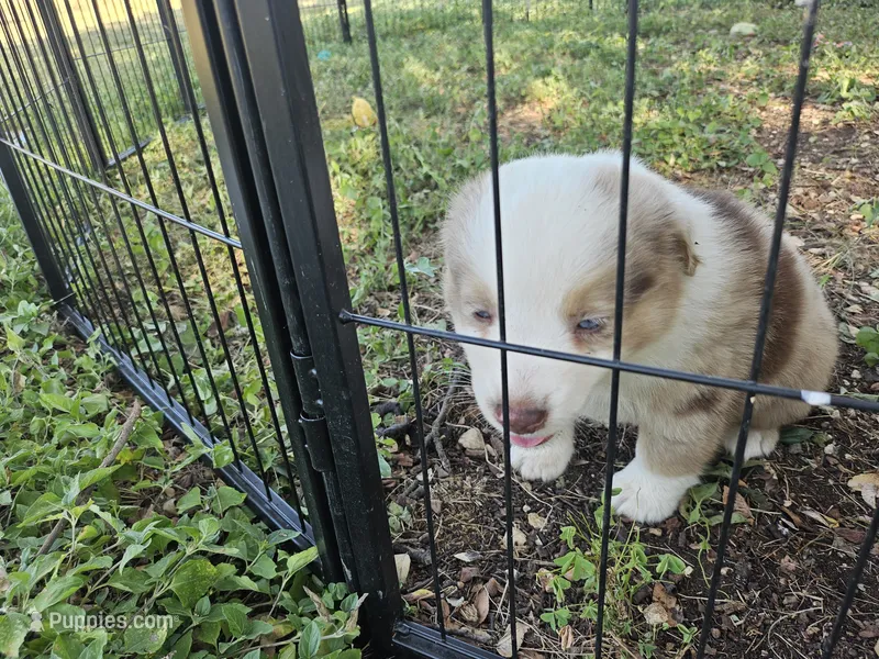Molly – Miniature Australian Shepherd puppy for sale in Liberty Hill, TX