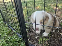 Molly, a female Miniature Australian Shepherd for sale in Liberty Hill, TX – 3 of 9