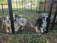 Mia, a female Miniature Australian Shepherd for sale in Liberty Hill, TX – 8 of 10