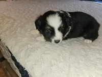 Mia, a female Miniature Australian Shepherd for sale in Liberty Hill, TX – 6 of 10