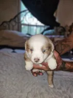 Molly, a female Miniature Australian Shepherd for sale in Liberty Hill, TX – 5 of 9