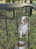 Zeek, a male Miniature Australian Shepherd for sale in Liberty Hill, TX – 4 of 4