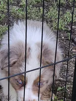 Zeek, a male Miniature Australian Shepherd for sale in Liberty Hill, TX – 2 of 4