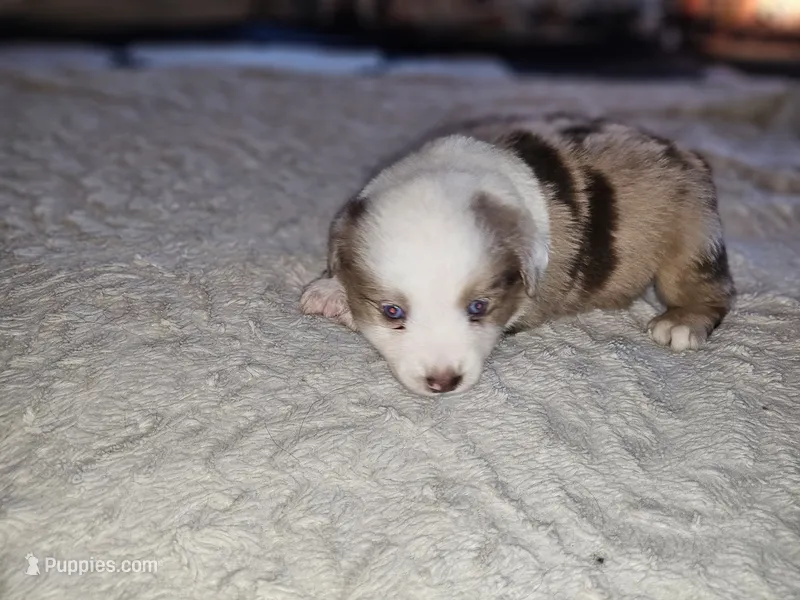 Molly – Miniature Australian Shepherd puppy for sale in Liberty Hill, TX