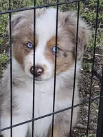 Zeek, a male Miniature Australian Shepherd for sale in Liberty Hill, TX – 3 of 4