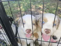 Molly, a female Miniature Australian Shepherd for sale in Liberty Hill, TX – 4 of 9