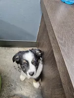Mia, a female Miniature Australian Shepherd for sale in Liberty Hill, TX – 3 of 10