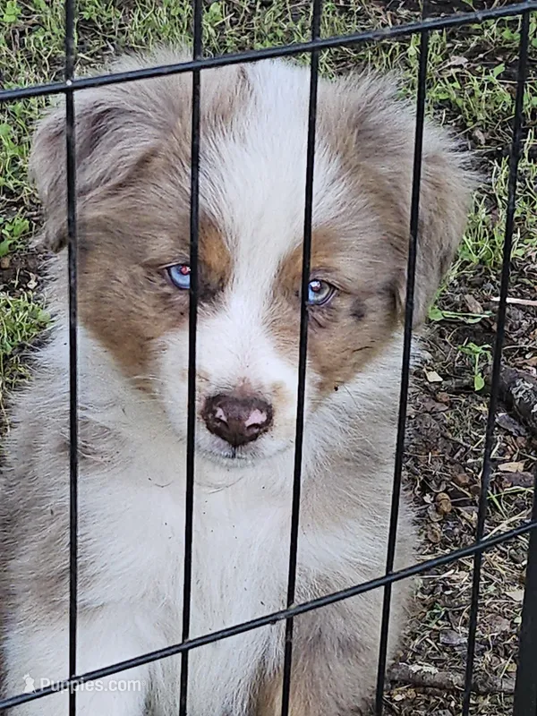 Zeek – Miniature American Shepherd puppy for sale in Liberty Hill, TX