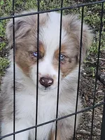 Zeek, a male Miniature American Shepherd for sale in Liberty Hill, TX – 1 of 1