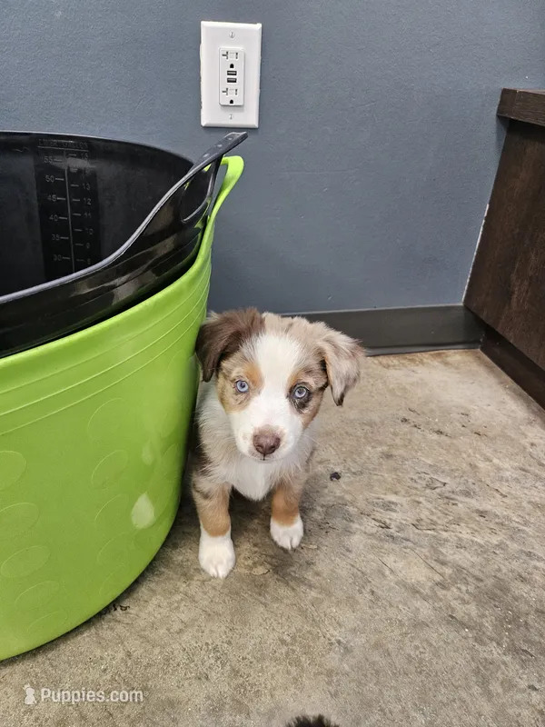 Mitch – Miniature Australian Shepherd puppy for sale in Liberty Hill, TX