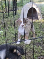 Patches, a female Miniature Australian Shepherd for sale in Liberty Hill, TX – 3 of 5