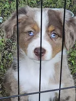 Patches, a female Miniature Australian Shepherd for sale in Liberty Hill, TX – 4 of 5