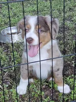 Patches, a female Miniature Australian Shepherd for sale in Liberty Hill, TX – 2 of 5