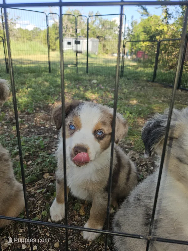 Mitch – Miniature Australian Shepherd puppy for sale in Liberty Hill, TX