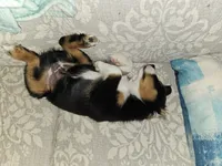 Oreo, a male Miniature Australian Shepherd for sale in Liberty Hill, TX – 5 of 5