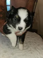 Mia, a female Miniature Australian Shepherd for sale in Liberty Hill, TX – 2 of 10