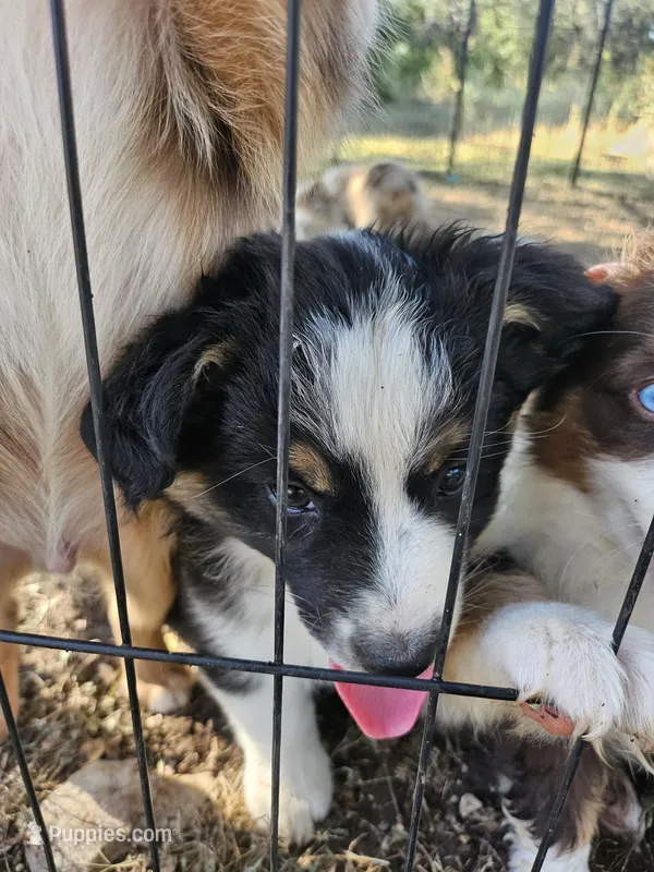 Mia – Miniature Australian Shepherd puppy for sale in Liberty Hill, TX