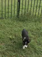 Oreo, a male Miniature Australian Shepherd for sale in Liberty Hill, TX – 4 of 5
