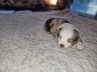 Molly, a female Miniature Australian Shepherd for sale in Liberty Hill, TX – 6 of 9