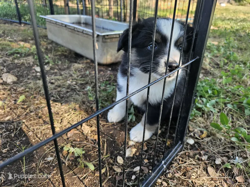 Mia – Miniature Australian Shepherd puppy for sale in Liberty Hill, TX