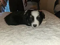 Mia, a female Miniature Australian Shepherd for sale in Liberty Hill, TX – 5 of 10