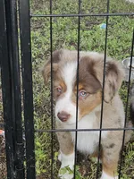 Patches, a female Miniature Australian Shepherd for sale in Liberty Hill, TX – 5 of 5