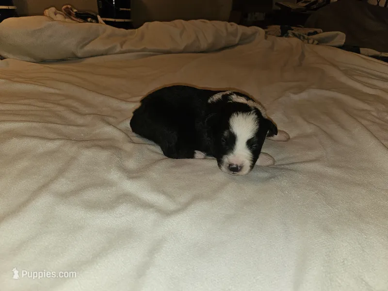 Mia – Miniature Australian Shepherd puppy for sale in Liberty Hill, TX