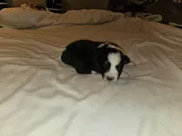 Mia, a female Miniature Australian Shepherd for sale in Liberty Hill, TX – 1 of 4