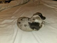 Mitch, a male Miniature Australian Shepherd for sale in Liberty Hill, TX – 3 of 5