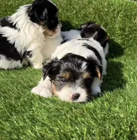 Tony, a male Biewer for sale in Carmichael, CA – Photo 2 of 4