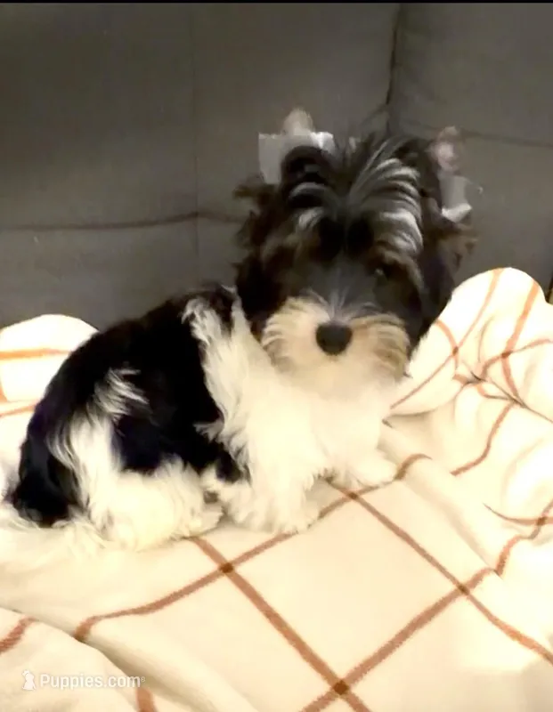 Tony – Biewer puppy for sale in Carmichael, CA