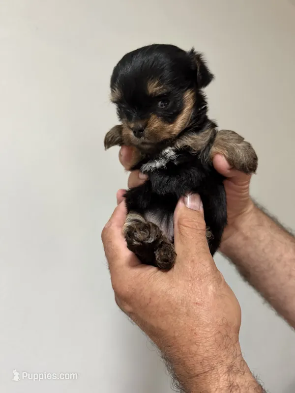 Rony – Yorkshire Terrier puppy for sale in Carmichael, CA