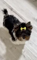 Rosie, a female Biewer for sale in Carmichael, CA – 2 of 3
