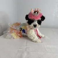 Rosie, a female Biewer for sale in Carmichael, CA – Photo 1 of 2