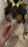 Rosie, a female Biewer for sale in Carmichael, CA – 3 of 3