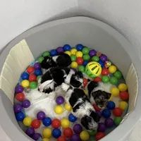 Rosie, a female Biewer for sale in Carmichael, CA – Photo 2 of 2